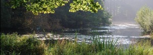 Gelukkiger in een groene stad