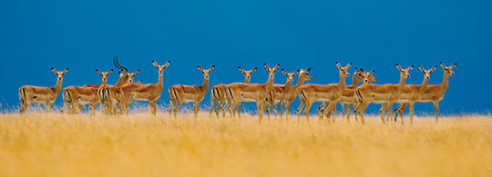 Wildlife Fotograaf van het Jaar