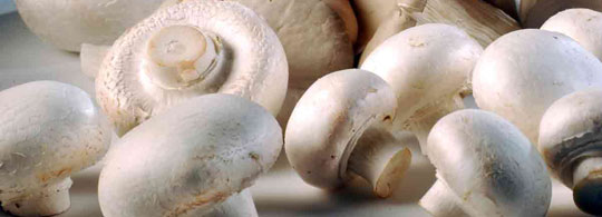 Champignons zijn supergroente