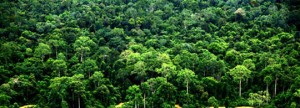 Indonesië draagt bosgebieden over aan lokale bevolking