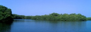 Dankzij plaatselijke bevolking groeien mangrovebossen in Honduras weer