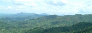 Rwanda krijgt lof voor bosbescherming