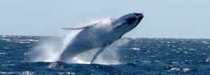 Australië verwacht babyboom van walvissen