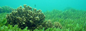 Ruim twee ton subsidie voor omega-3 olie uit algen