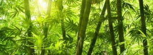 Ecologische en duurzame bamboe grote impuls voor Ethiopische economie