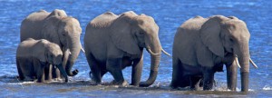 Thailand stopt handel in ivoor