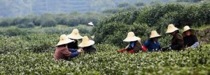 Chinese consumenten en boeren steeds bewuster van voordelen duurzame landbouw