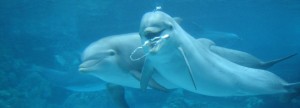 India verbiedt dolfijnenshows