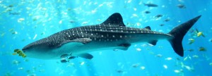 EU: Totaal verbod op afsnijden haaienvinnen