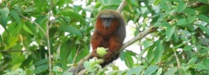 441 nieuwe soorten ontdekt in Amazone