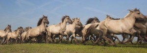 Documentaire De Nieuwe Wildernis krijgt een vervolg