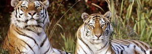 Aantal Siberische tijgers in China verdubbeld