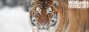 Nieuwe klokkenluiderssite WildLeaks gaat illegale handel in wilde dier– en plantensoorten aanpakken