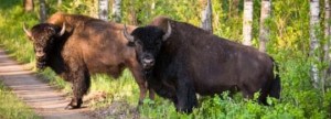 Europese bizon keert terug na 250 jaar