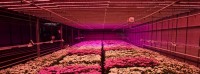 LED-verlichting kan energieverbruik glastuinbouw sterk terugdringen