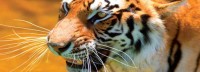 Aantal tijgers neemt weer toe