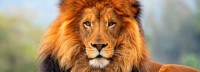 Aziatische leeuw is bezig aan comeback