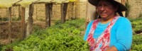 Biologische stadslandbouw haalt vrouwen in Boliviaanse hoofdstad uit armoede