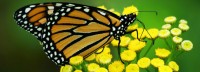 Monarchvlinder begint aan opmerkelijke comeback