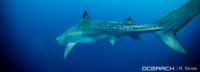Witte haaien zijn live te volgen via internet