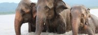 Nepal biedt een respectvol perspectief op olifanten